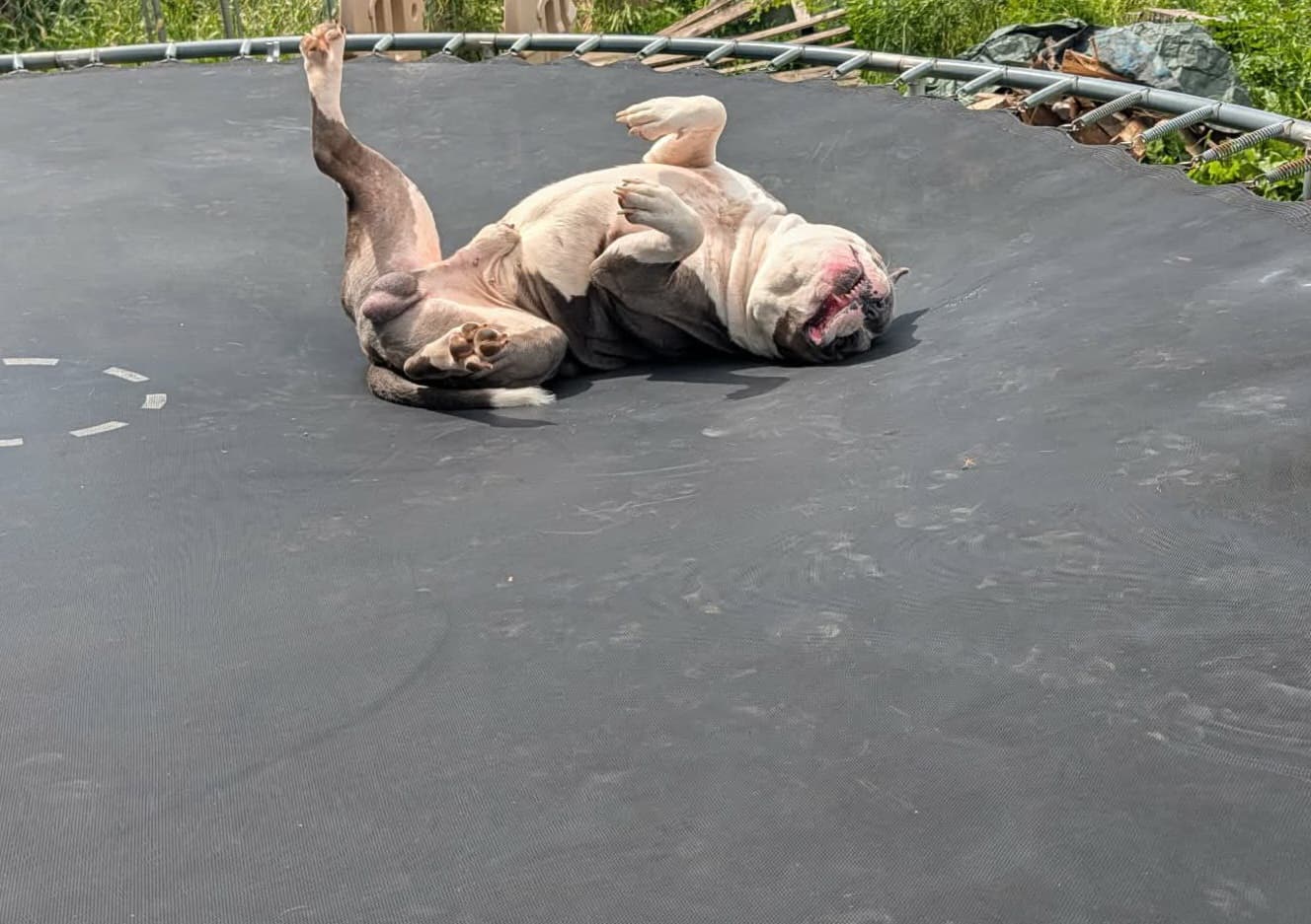 Pit bull on trampoline