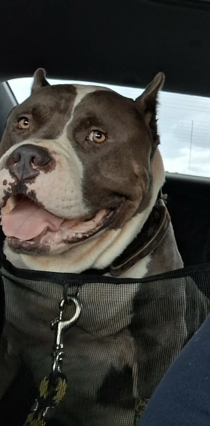 Pit bull in car