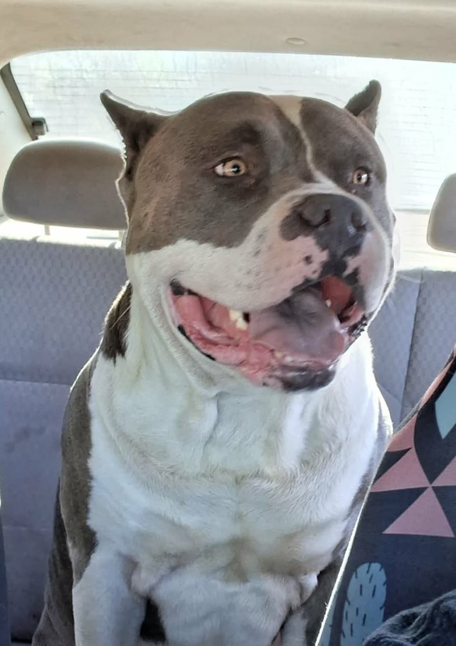 Pit bull looking right