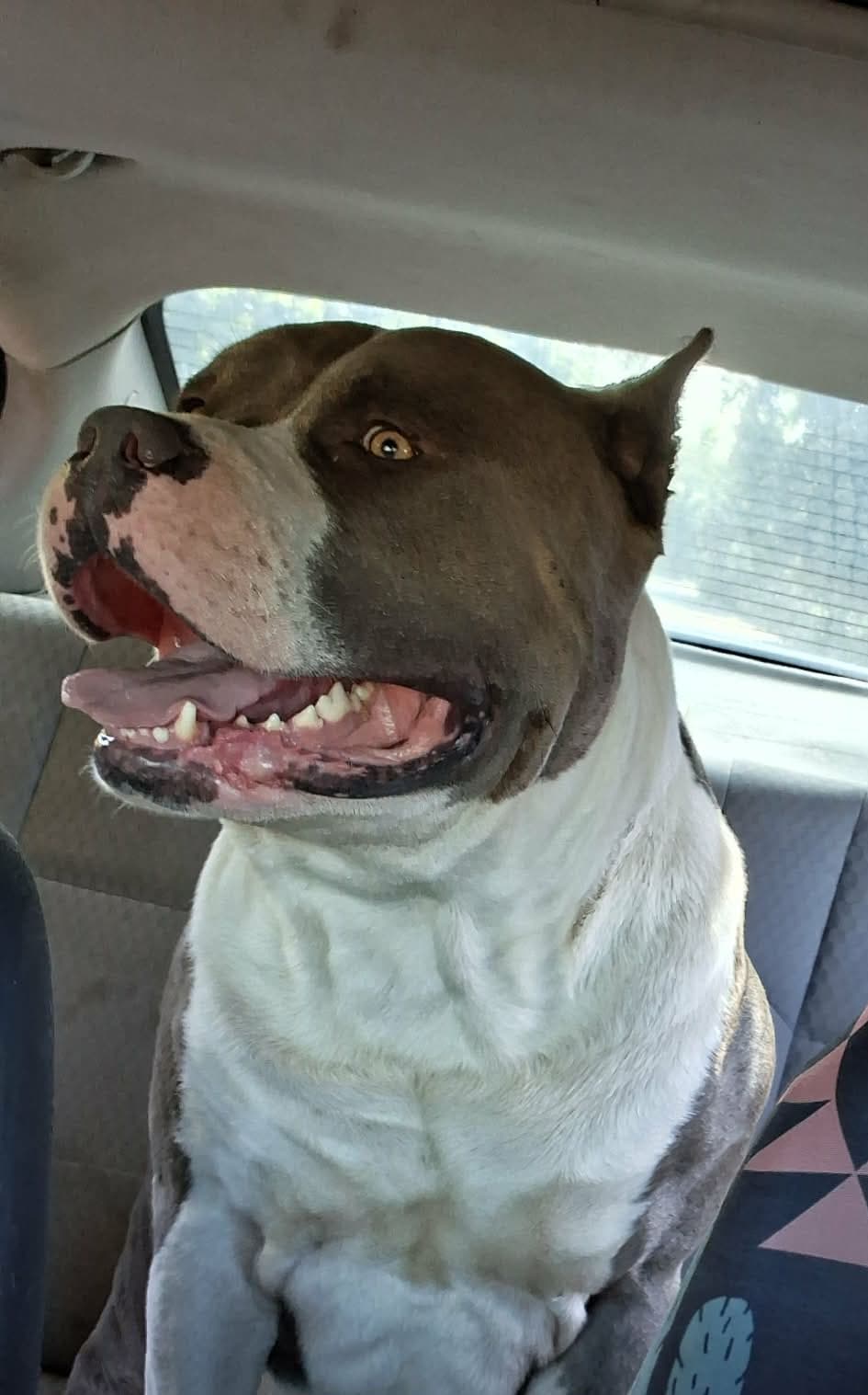 Pit bull happy