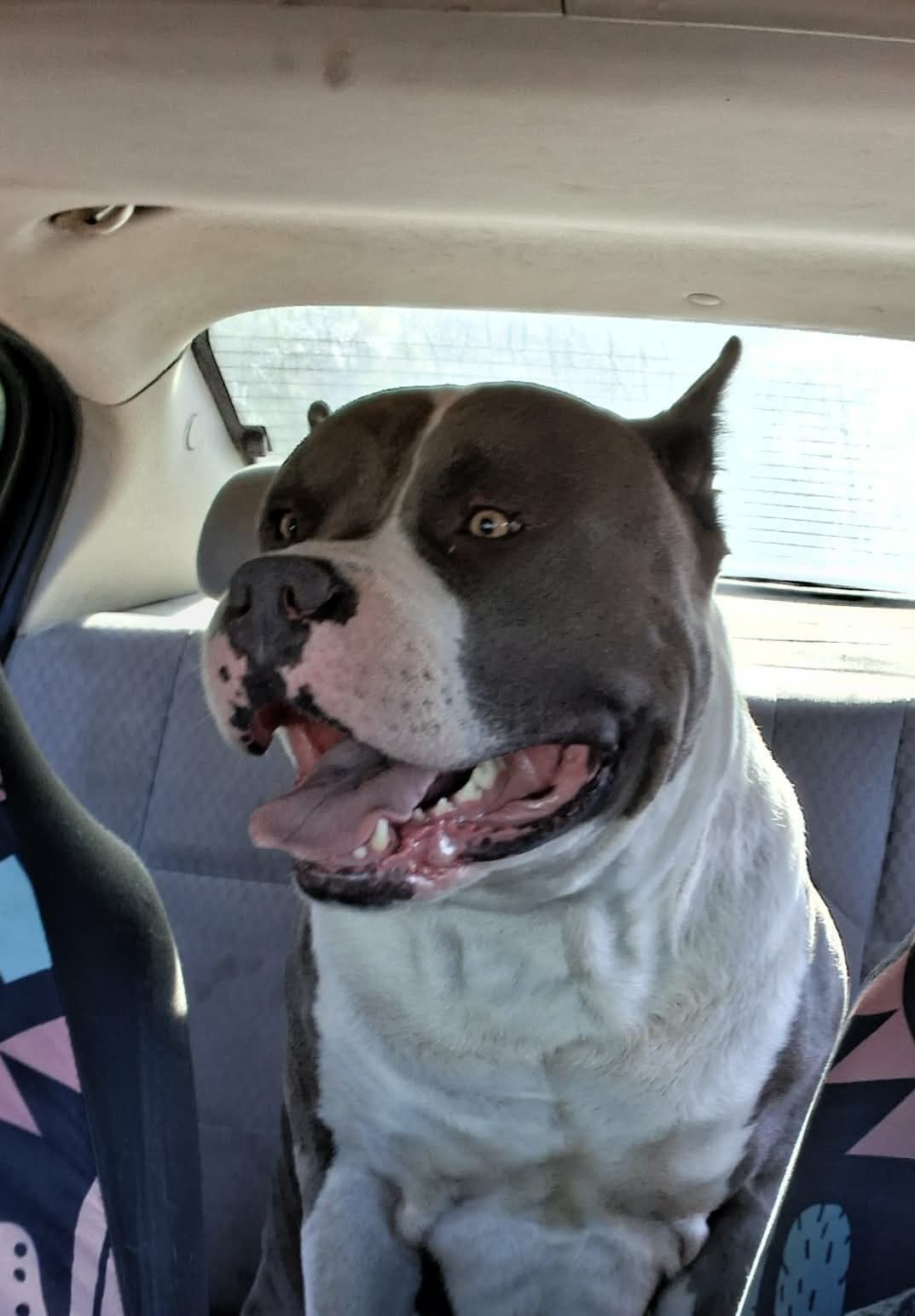 Pit bull smiling