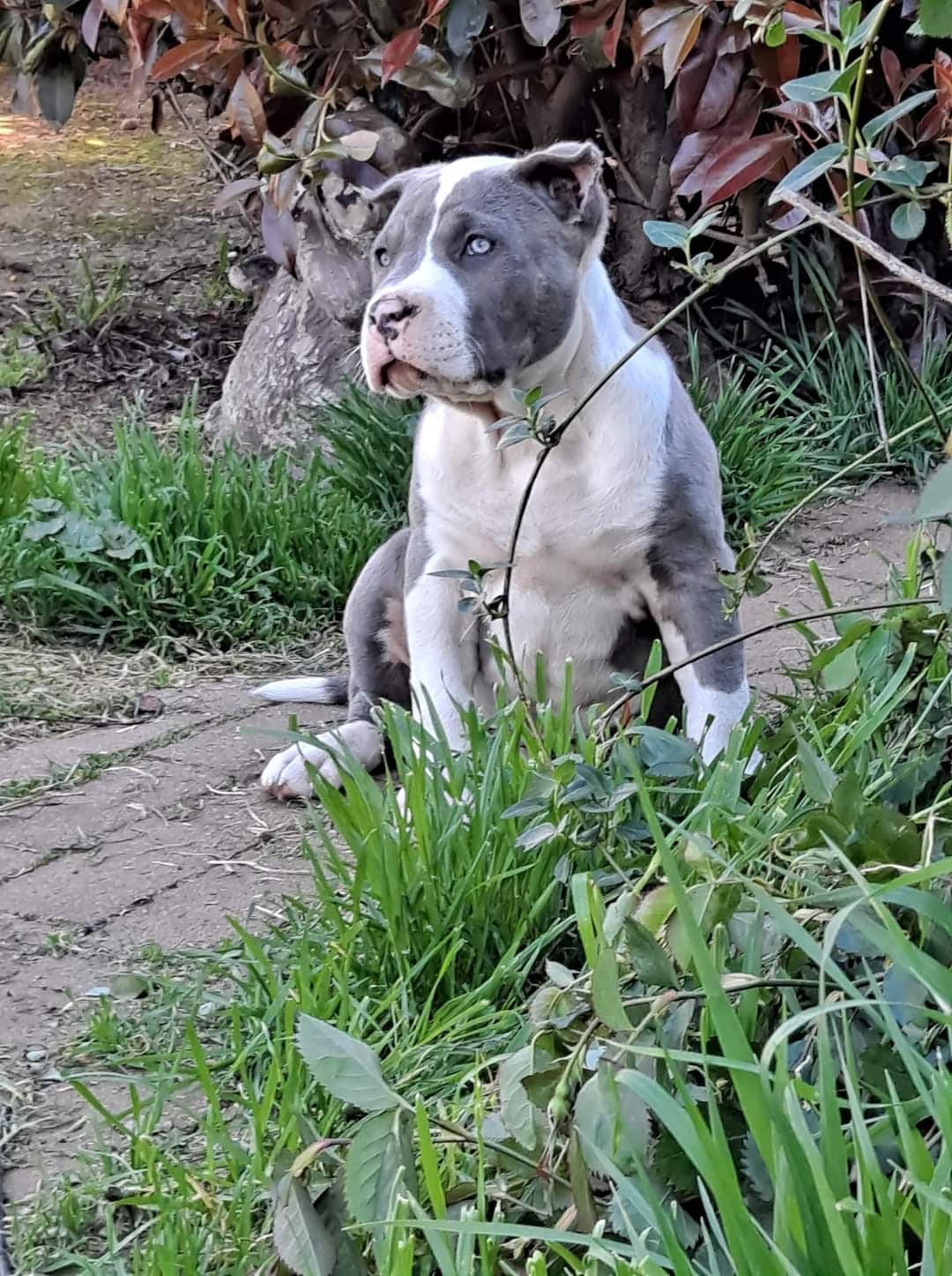 Blue-eyed puppy